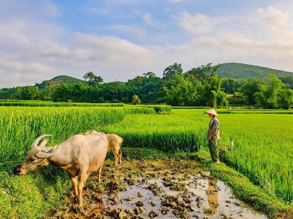 rizieres laos esprit nomade